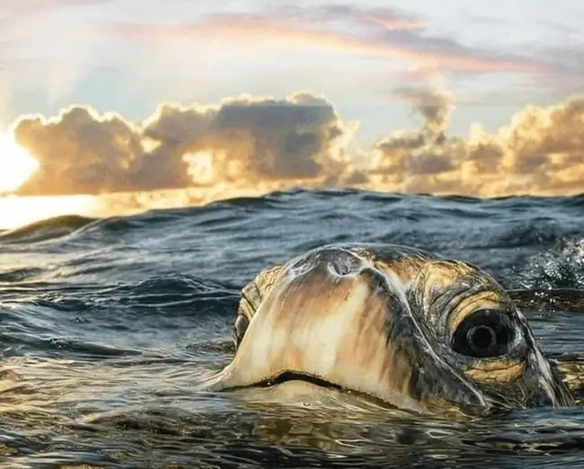 beach the nuro turtles2